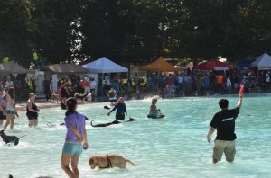 doggie pool day