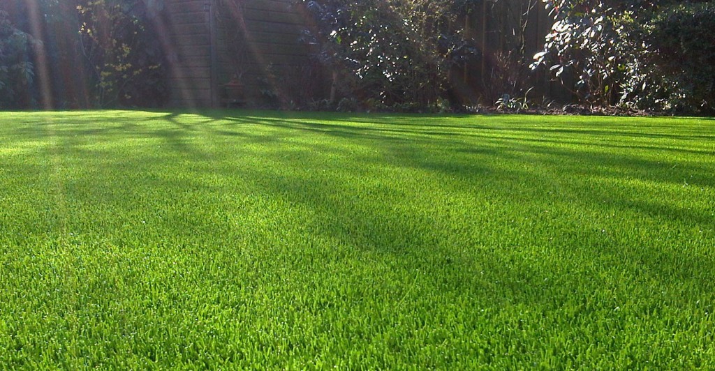 Royal Grass