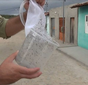 Urban News Service - Oxitec male mosquitoes released from pot in Jacobina Brazil[13]